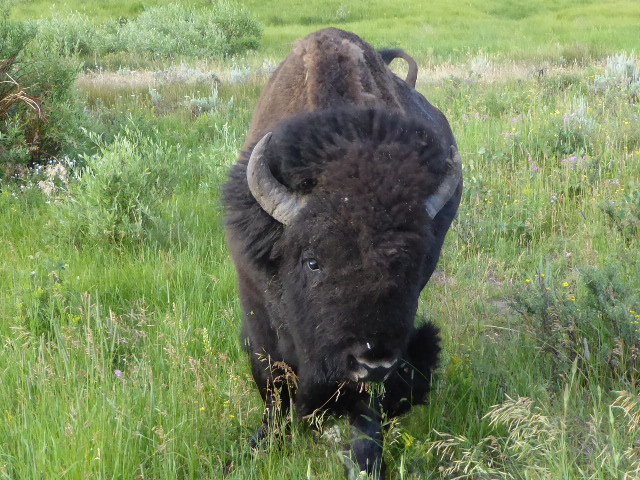 A bison getting up close to the car, giving us a ‘don’t mess With me’ look