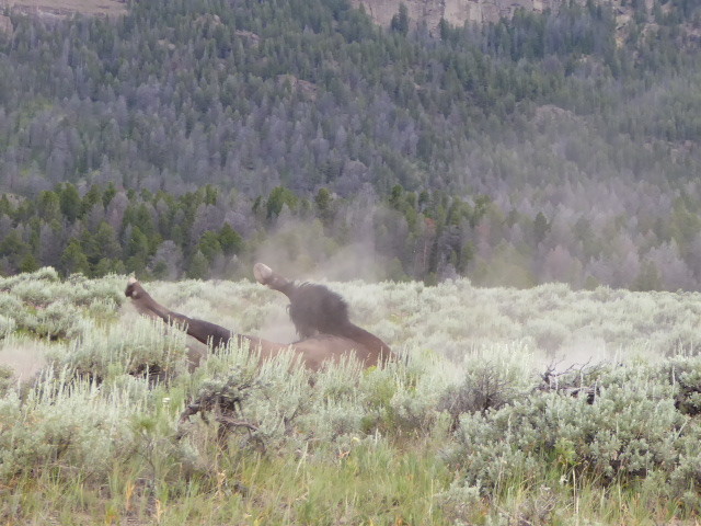 A bison having a good ol’ dust bath