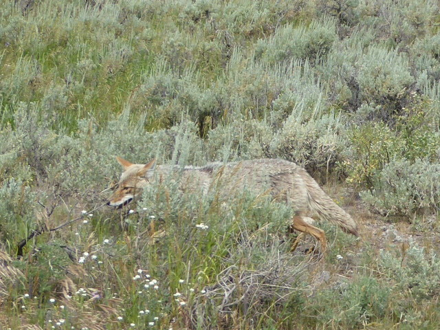 Cunning coyote hunting a little critter