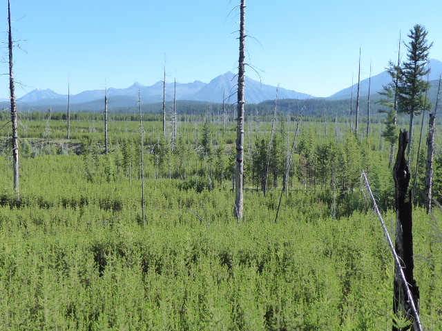2004 forest fire succession in the North Flathead valley