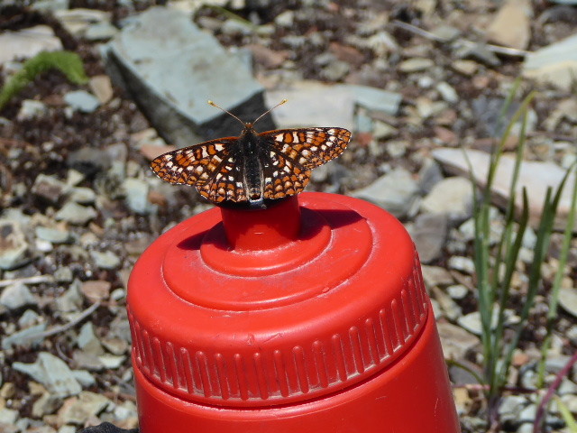 We were inundated by these butterflies on Whitefish Divide – my floral skirt was mobbed as I sat eating lunch