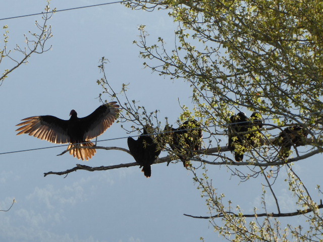 Leaving Cuba we spot these turkey vultures warming up for the day