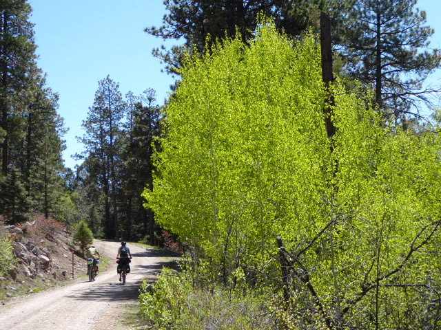 The Spring is late this year so only at lower warm temps the Aspens are just coming in to brilliant green leaf