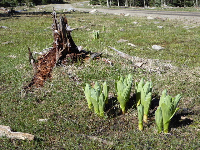 Skunk cabbage which will grow much bigger