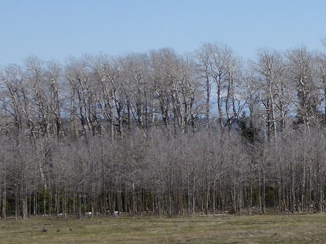 2 generations of aspens yet to leaf up