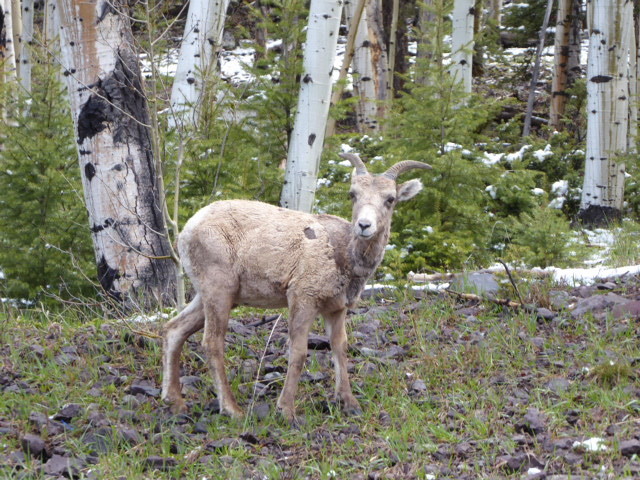A docile long horned sheep