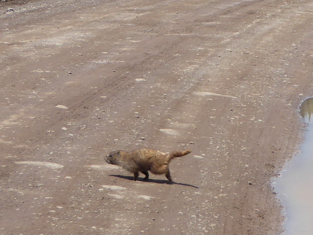 This little marmot was under a Fishermans car chewing away at something as we passed